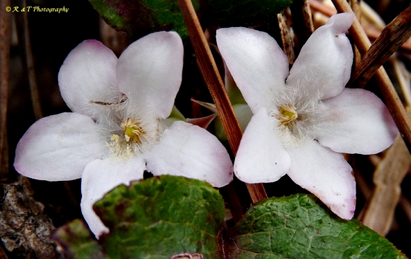 {Epigaea repens}